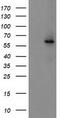 Cytochrome P450 Family 2 Subfamily J Member 2 antibody, TA503483S, Origene, Western Blot image 