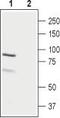 LHRHR antibody, TA328868, Origene, Western Blot image 