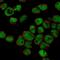 Zinc Fingers And Homeoboxes 2 antibody, NBP1-82956, Novus Biologicals, Immunofluorescence image 