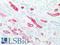 CD15 antibody, LS-B16172, Lifespan Biosciences, Immunohistochemistry paraffin image 