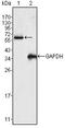 RAK antibody, AM06364PU-N, Origene, Western Blot image 