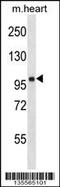 FH1/FH2 domain-containing protein 1 antibody, 58-584, ProSci, Western Blot image 