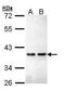 Zinc Finger Protein 346 antibody, TA308150, Origene, Western Blot image 