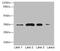 Sulfotransferase Family 1A Member 3 antibody, A56695-100, Epigentek, Western Blot image 
