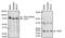 S-Phase Kinase Associated Protein 1 antibody, 32-3800, Invitrogen Antibodies, Western Blot image 