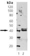 Septin 5 antibody, M11138, Boster Biological Technology, Western Blot image 