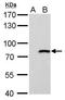 MX Dynamin Like GTPase 1 antibody, TA308496, Origene, Western Blot image 