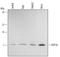 EPF antibody, MAB3298, R&D Systems, Western Blot image 