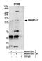 SWI/SNF Related, Matrix Associated, Actin Dependent Regulator Of Chromatin, Subfamily A, Member 1 antibody, NB100-57524, Novus Biologicals, Western Blot image 