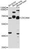 Zinc finger and SCAN domain-containing protein 4 antibody, A12015, ABclonal Technology, Western Blot image 