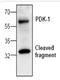 3-Phosphoinositide Dependent Protein Kinase 1 antibody, AP00185PU-N, Origene, Western Blot image 