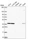 YJU2 Splicing Factor Homolog antibody, HPA055675, Atlas Antibodies, Western Blot image 