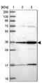RAS P21 Protein Activator 4 antibody, NBP2-13203, Novus Biologicals, Western Blot image 