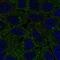 FCH Domain Only 2 antibody, NBP2-58027, Novus Biologicals, Immunofluorescence image 