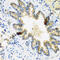Beta-defensin 2 antibody, abx006267, Abbexa, Western Blot image 