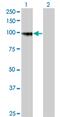 Protocadherin Gamma Subfamily A, 8 antibody, MA5-20814, Invitrogen Antibodies, Western Blot image 