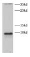 C-C Motif Chemokine Ligand 28 antibody, FNab01383, FineTest, Western Blot image 