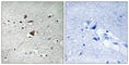 Anaphase-promoting complex subunit 1 antibody, abx012953, Abbexa, Western Blot image 
