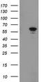 Formimidoyltransferase-cyclodeaminase antibody, TA504951AM, Origene, Western Blot image 