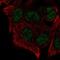 Histone-lysine N-methyltransferase SUV420H1 antibody, NBP2-57721, Novus Biologicals, Immunofluorescence image 