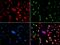 Recombination Activating 2 antibody, orb167458, Biorbyt, Immunocytochemistry image 