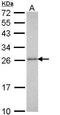 Proteasome subunit alpha type-3 antibody, GTX113529, GeneTex, Western Blot image 