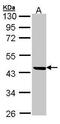 Leukocyte elastase inhibitor antibody, GTX104522, GeneTex, Western Blot image 