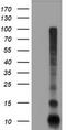 FXYD Domain Containing Ion Transport Regulator 3 antibody, TA504717, Origene, Western Blot image 