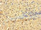 Ring Finger Protein 182 antibody, LS-C378263, Lifespan Biosciences, Immunohistochemistry paraffin image 