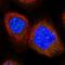 Chromosome 12 Open Reading Frame 4 antibody, PA5-58147, Invitrogen Antibodies, Immunofluorescence image 