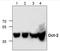 POU domain, class 2, transcription factor 2 antibody, AP00248PU-N, Origene, Western Blot image 