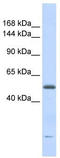 DNA2-like helicase antibody, TA341636, Origene, Western Blot image 