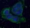 Fructose-1,6-bisphosphatase 1 antibody, FNab03029, FineTest, Immunofluorescence image 