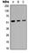 Proline Rich Protein HaeIII Subfamily 2 antibody, abx121675, Abbexa, Western Blot image 