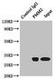 Phosphomannomutase 2 antibody, LS-C676281, Lifespan Biosciences, Immunoprecipitation image 