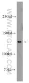 Elongation Factor Like GTPase 1 antibody, 24729-1-AP, Proteintech Group, Western Blot image 