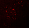 Tetraspanin 9 antibody, 5559, ProSci, Immunofluorescence image 