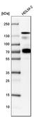 Semaphorin 4D antibody, HPA015662, Atlas Antibodies, Western Blot image 