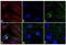Mouse IgG (H+L) antibody, A16016, Invitrogen Antibodies, Immunofluorescence image 