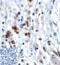 T Cell Immunoreceptor With Ig And ITIM Domains antibody, RF16058, ProSci Inc, Immunohistochemistry frozen image 