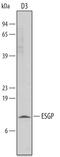 Embryonic stem cell-and germ cell-specific protein ESGP antibody, AF4580, R&D Systems, Western Blot image 