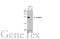 Oprs1 antibody, GTX115389, GeneTex, Western Blot image 