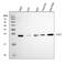 Superoxide Dismutase 2 antibody, M00349-3, Boster Biological Technology, Western Blot image 
