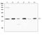 Prion Like Protein Doppel antibody, A05457, Boster Biological Technology, Western Blot image 