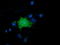 LRAT Domain Containing 2 antibody, TA501916, Origene, Immunofluorescence image 
