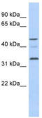 Cyclin Y Like 1 antibody, TA338869, Origene, Western Blot image 