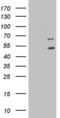 Dolichyl-diphosphooligosaccharide--protein glycosyltransferase 48 kDa subunit antibody, MA5-26611, Invitrogen Antibodies, Western Blot image 