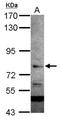Integrator Complex Subunit 9 antibody, NBP2-20114, Novus Biologicals, Western Blot image 