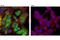 Ubiquitin C-Terminal Hydrolase L1 antibody, 11896P, Cell Signaling Technology, Immunofluorescence image 