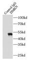 Dermokine antibody, FNab02425, FineTest, Immunoprecipitation image 